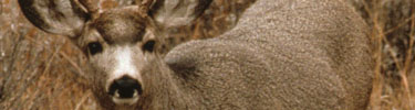 Mule Deer